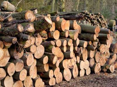 Придбайте колоті і метрові дрова Ківерці - main